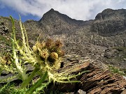 51 Cirsium spinosissimum (Cardo spinosissimo) con vista sul pietroso canalone di salita-discesa da Cima Aga 